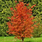 Parócia perzská (Parrotia persica) ´PERSIAN SPIRE´ - výška 30-50 cm, kont. C2L